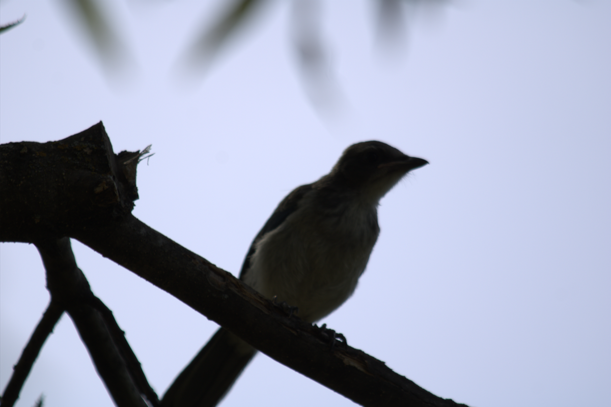 California Scrub-Jay - ML642690594