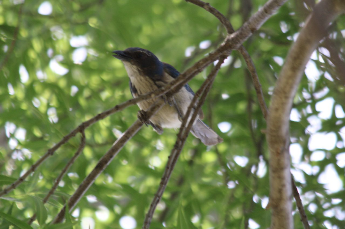 California Scrub-Jay - ML642690595