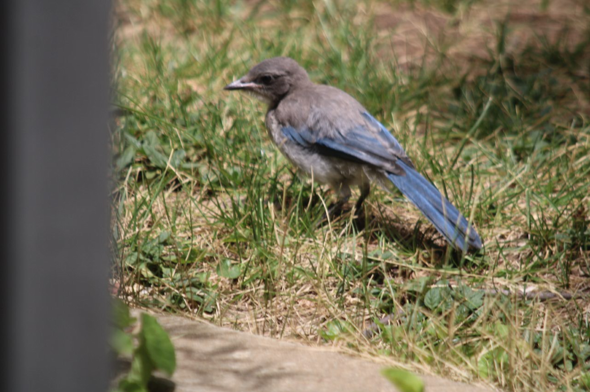 California Scrub-Jay - ML642690596