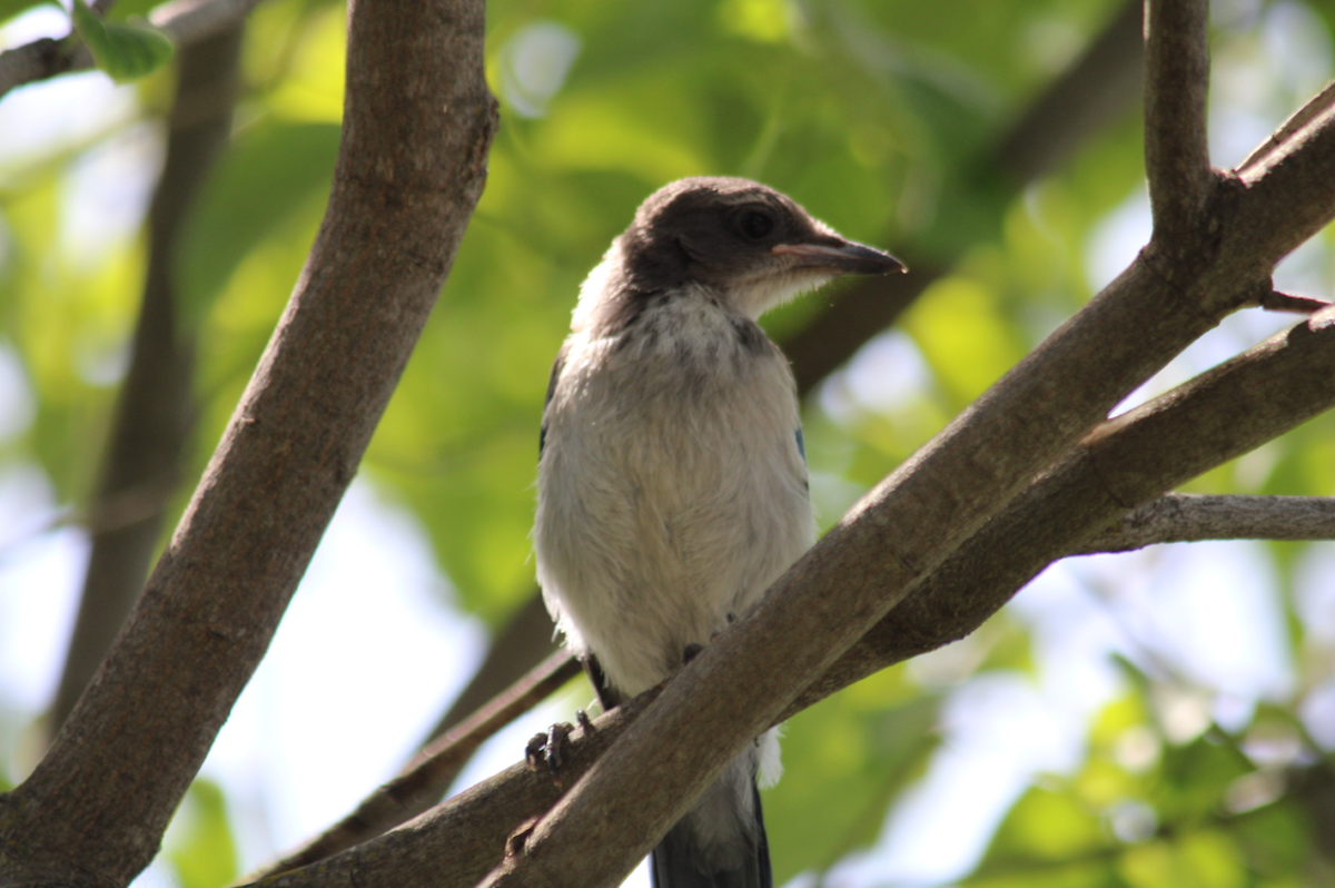 California Scrub-Jay - ML642690597