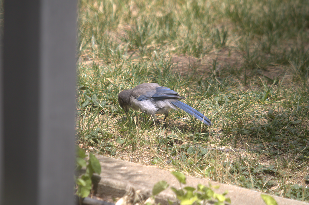 California Scrub-Jay - ML642690598