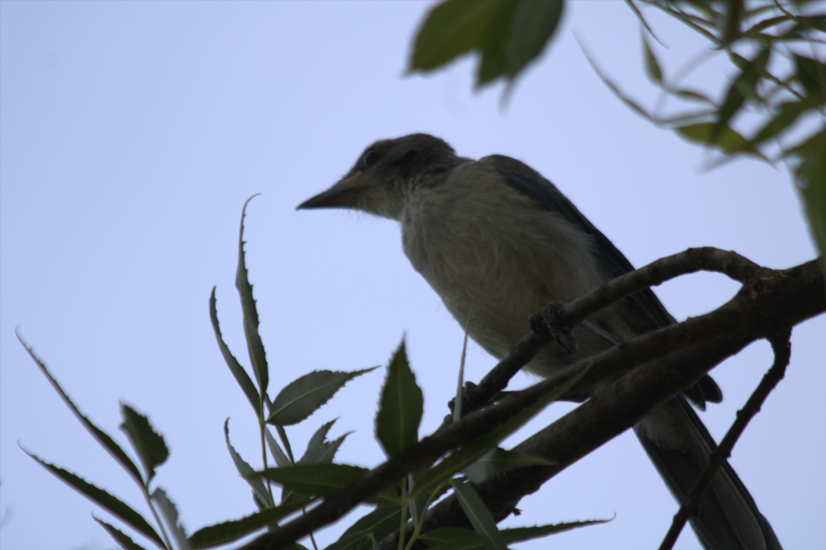 California Scrub-Jay - ML642690599