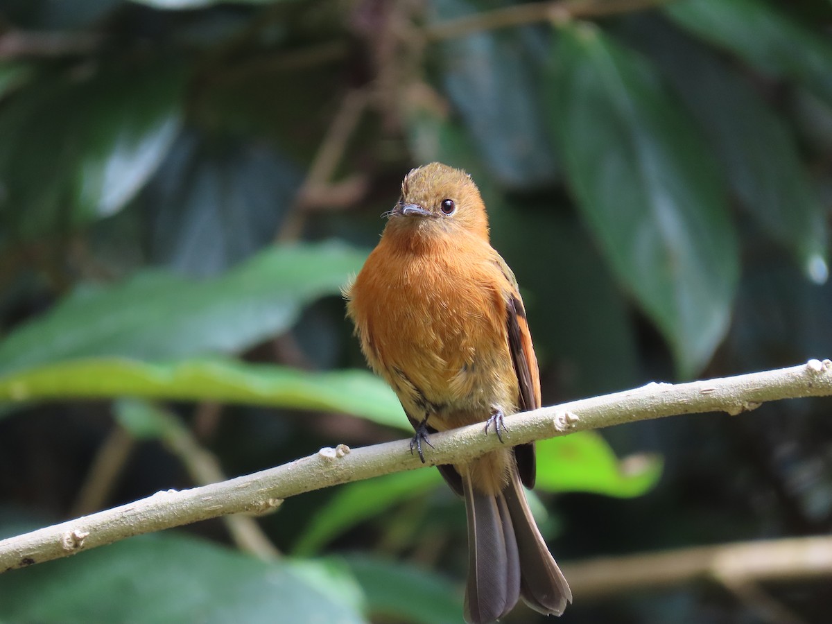 Cinnamon Flycatcher - ML642690603
