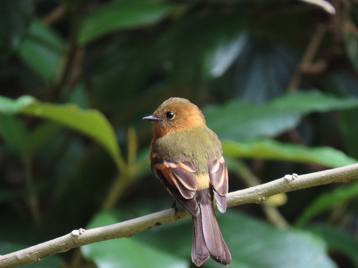 Cinnamon Flycatcher - ML642690604
