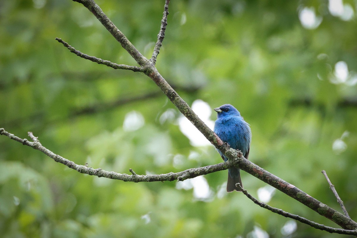 Indigo Bunting - ML642690605