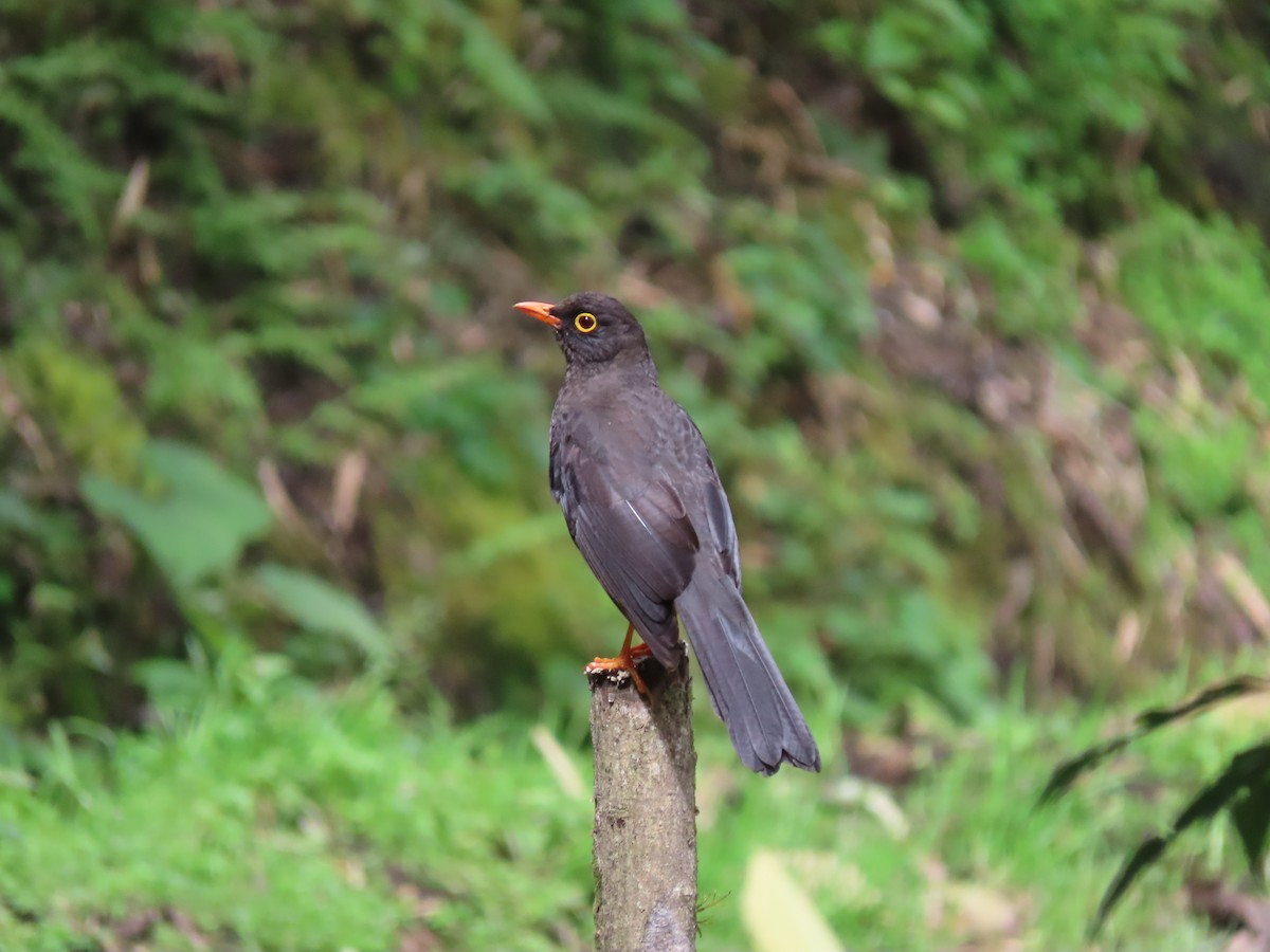 Great Thrush - ML642690609