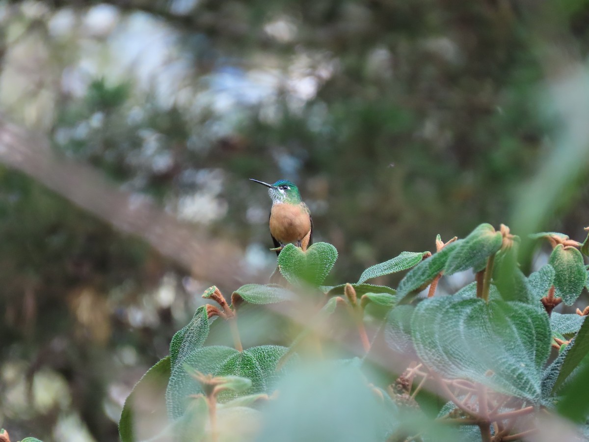 Long-tailed Sylph - ML642690611