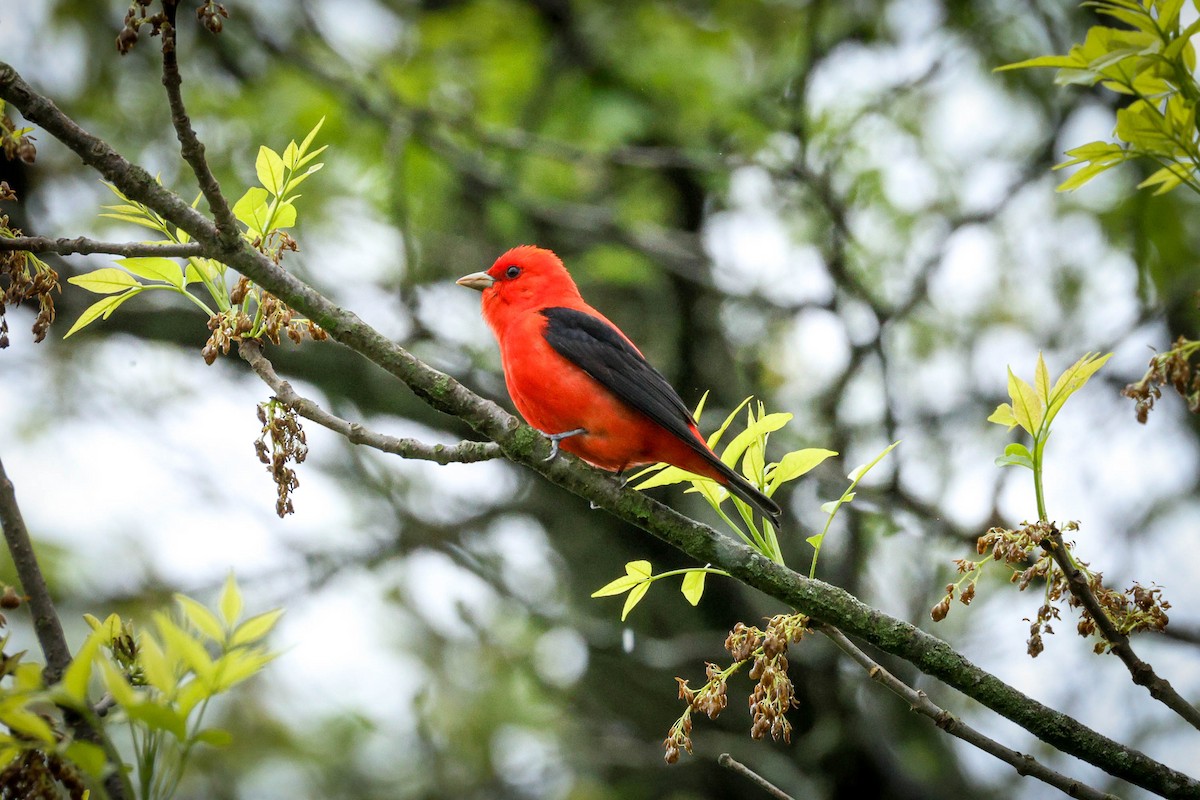Scarlet Tanager - ML642690612