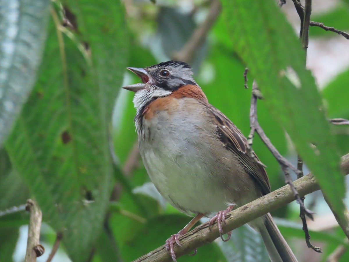 Rufous-collared Sparrow - ML642690614