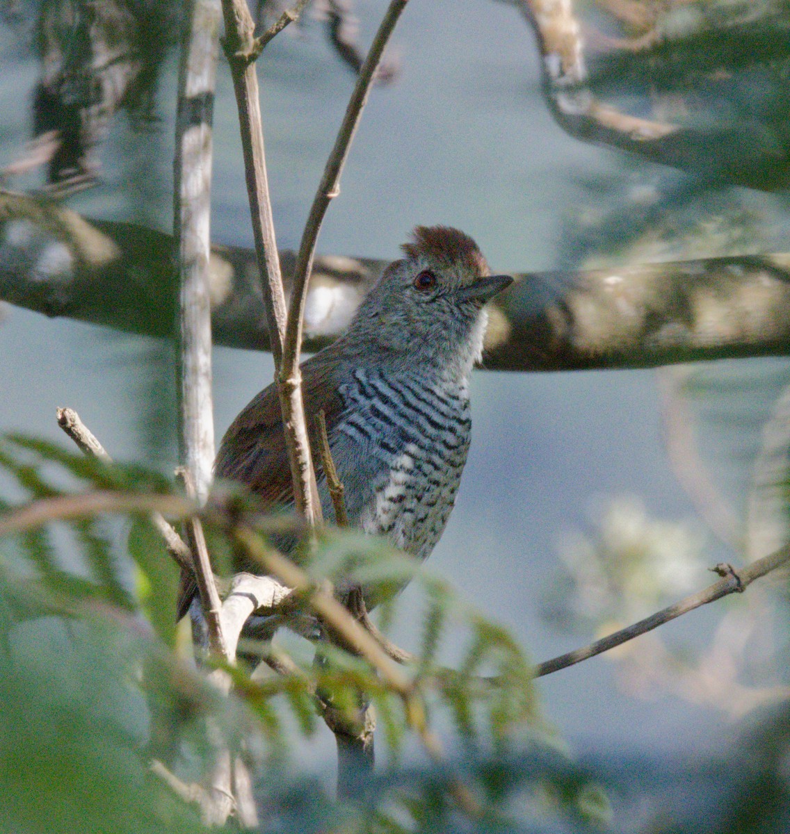 Rufous-capped Antshrike - ML642690623