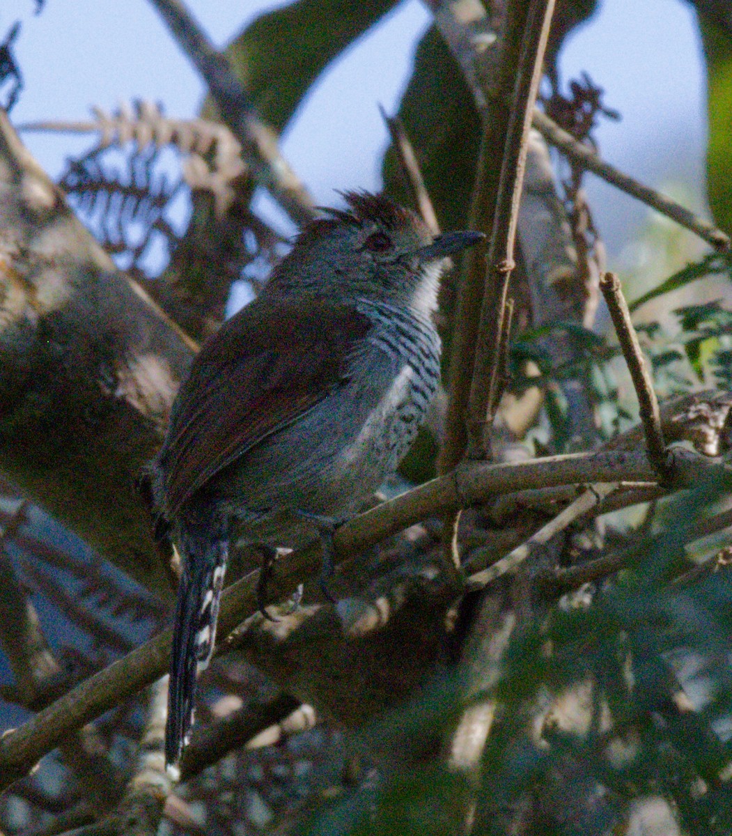 Rufous-capped Antshrike - ML642690624