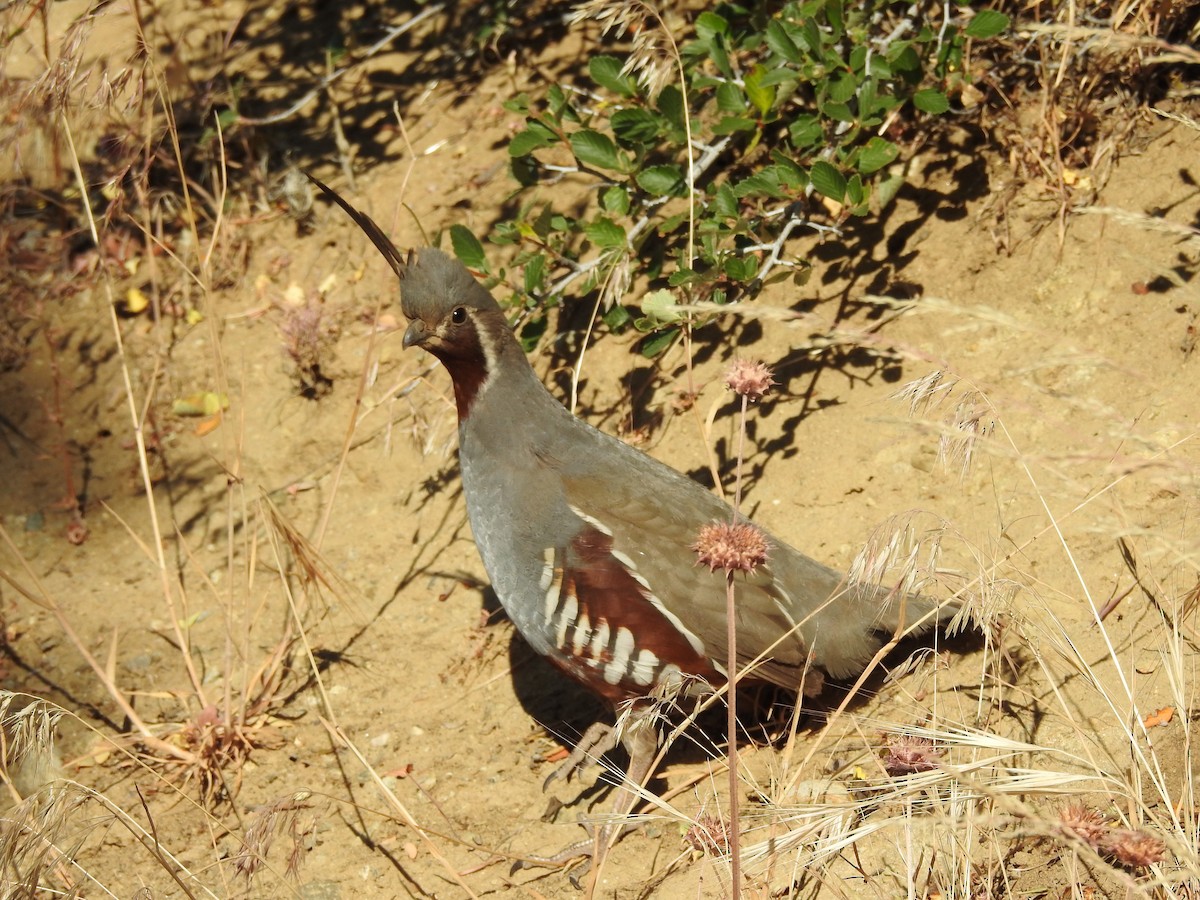 Mountain Quail - ML642690625