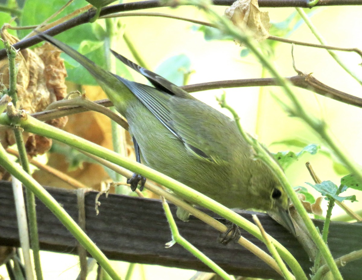Orange-crowned Warbler - ML642690632