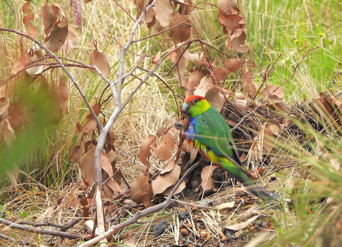 Red-capped Parrot - ML642690633