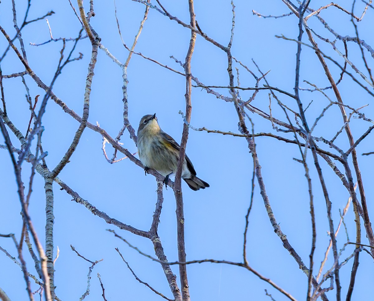 Yellow-rumped Warbler - ML642690645
