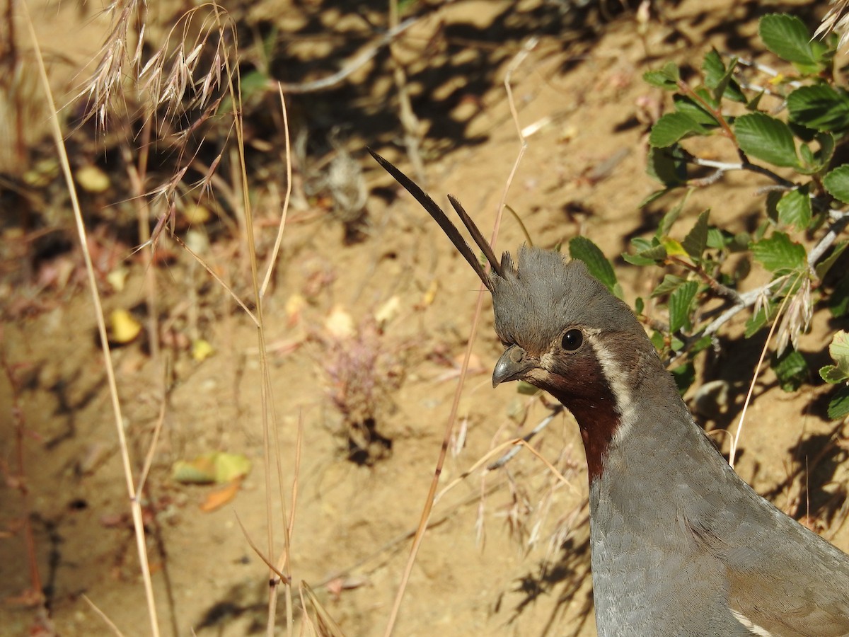 Mountain Quail - ML642690650