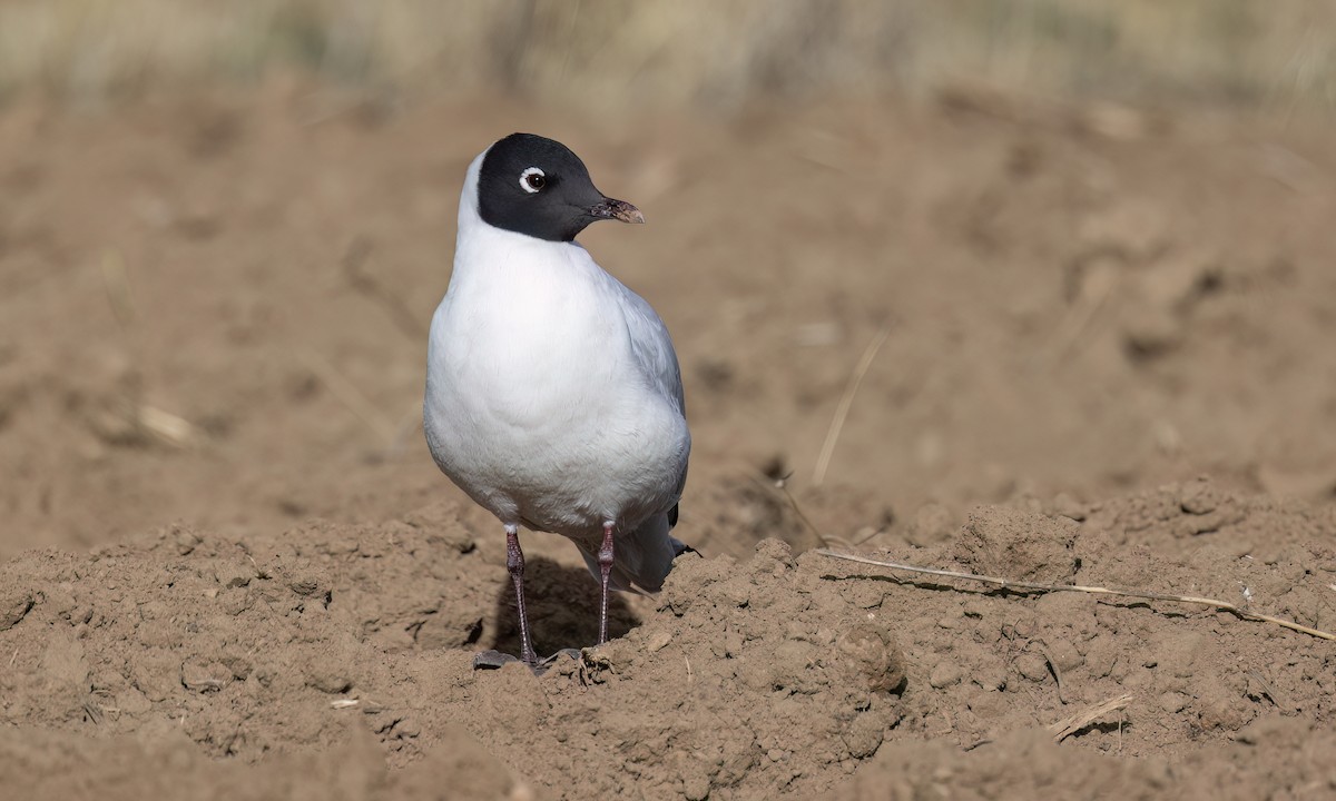 Andean Gull - ML642690652