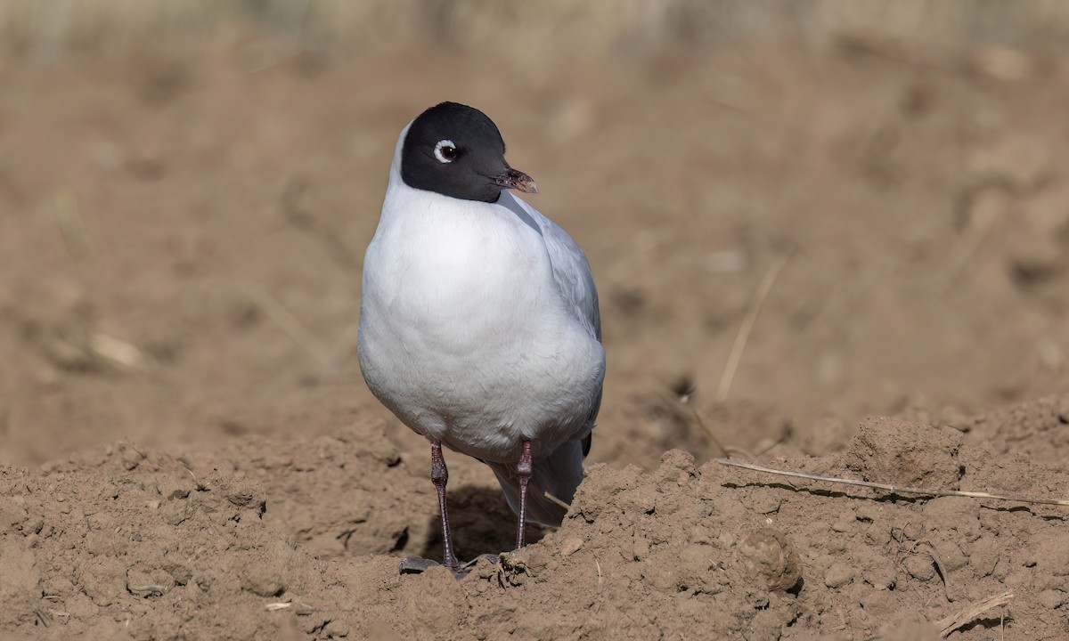 Andean Gull - ML642690653