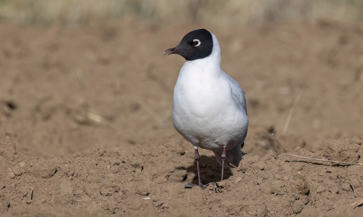 Andean Gull - ML642690654