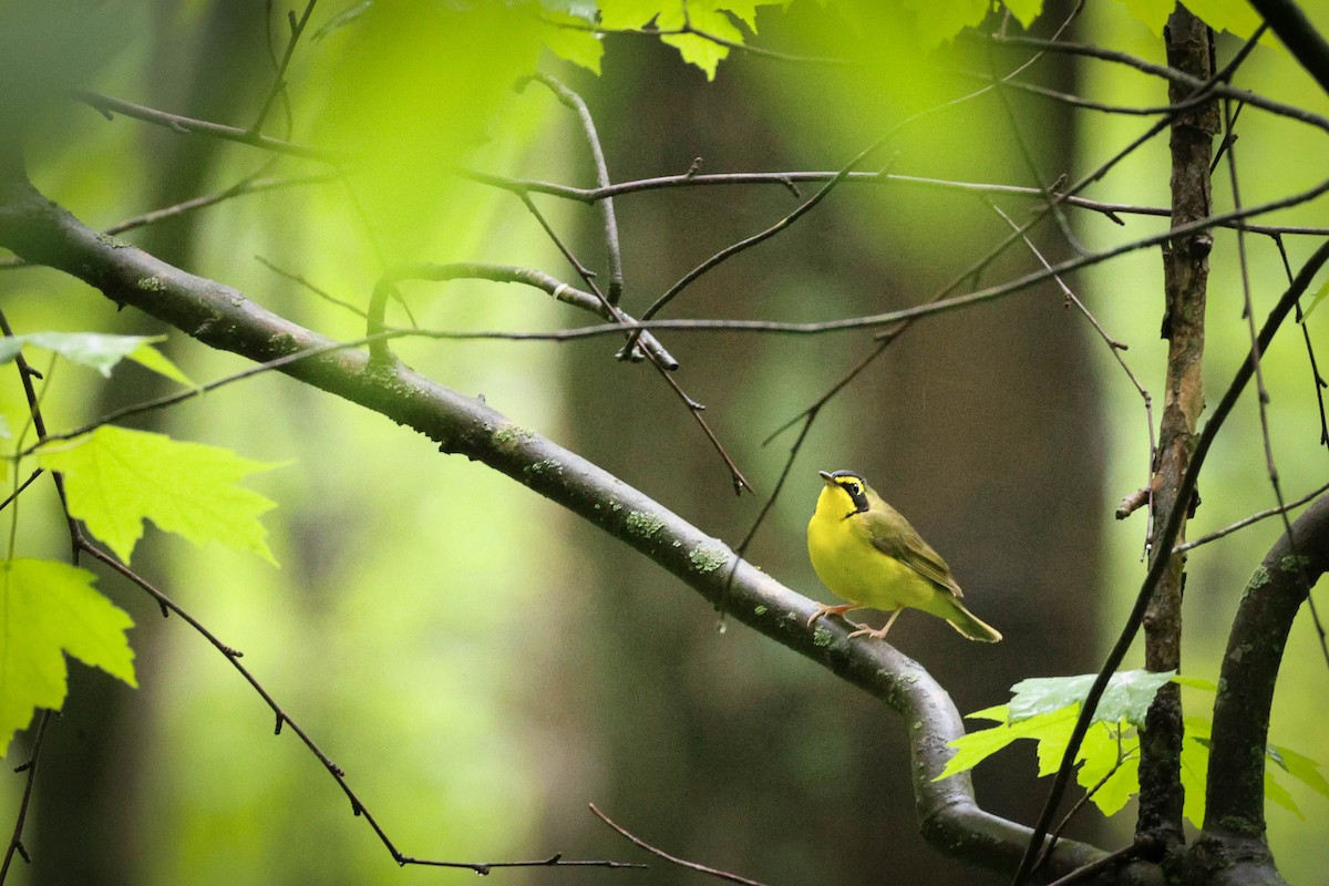 Kentucky Warbler - ML642690658