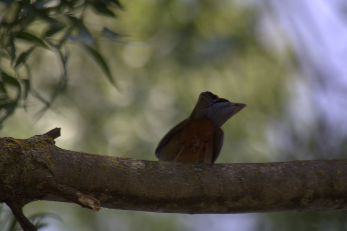 California Towhee - ML642690659