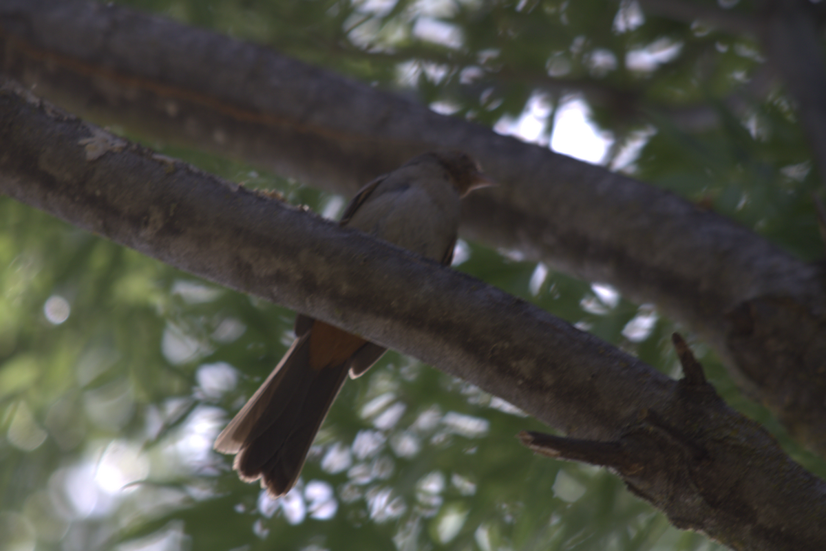 California Towhee - ML642690660