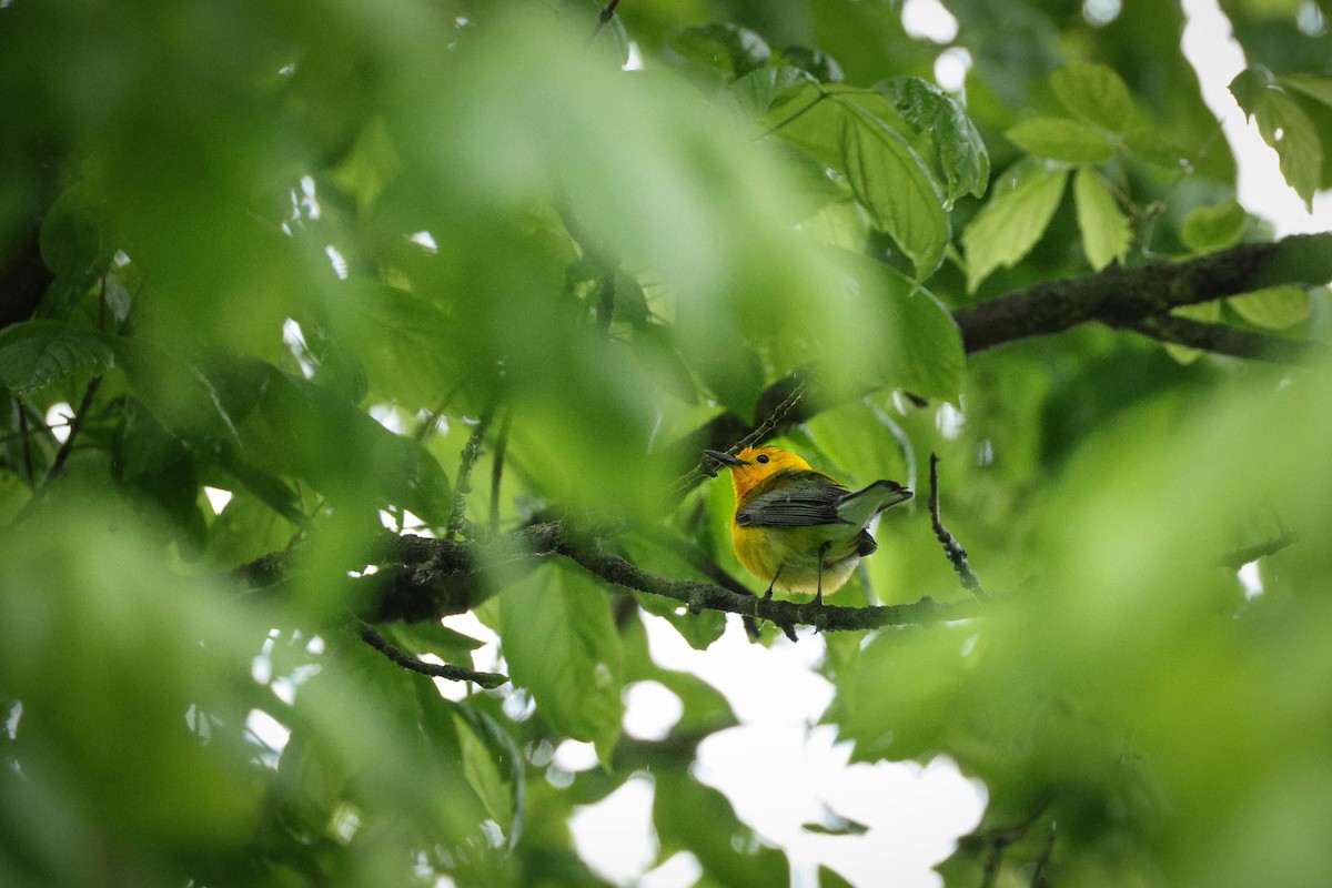 Prothonotary Warbler - ML642690663