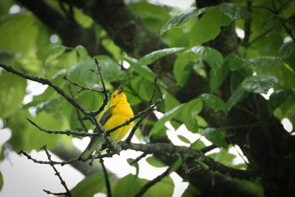 Prothonotary Warbler - ML642690664