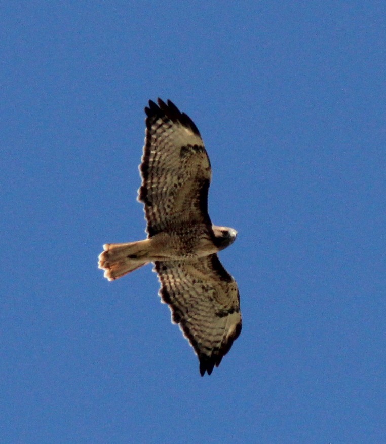 Red-tailed Hawk (calurus/alascensis) - ML642690666
