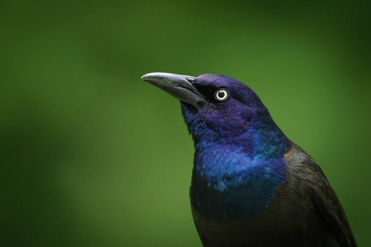 Common Grackle - ML642690667