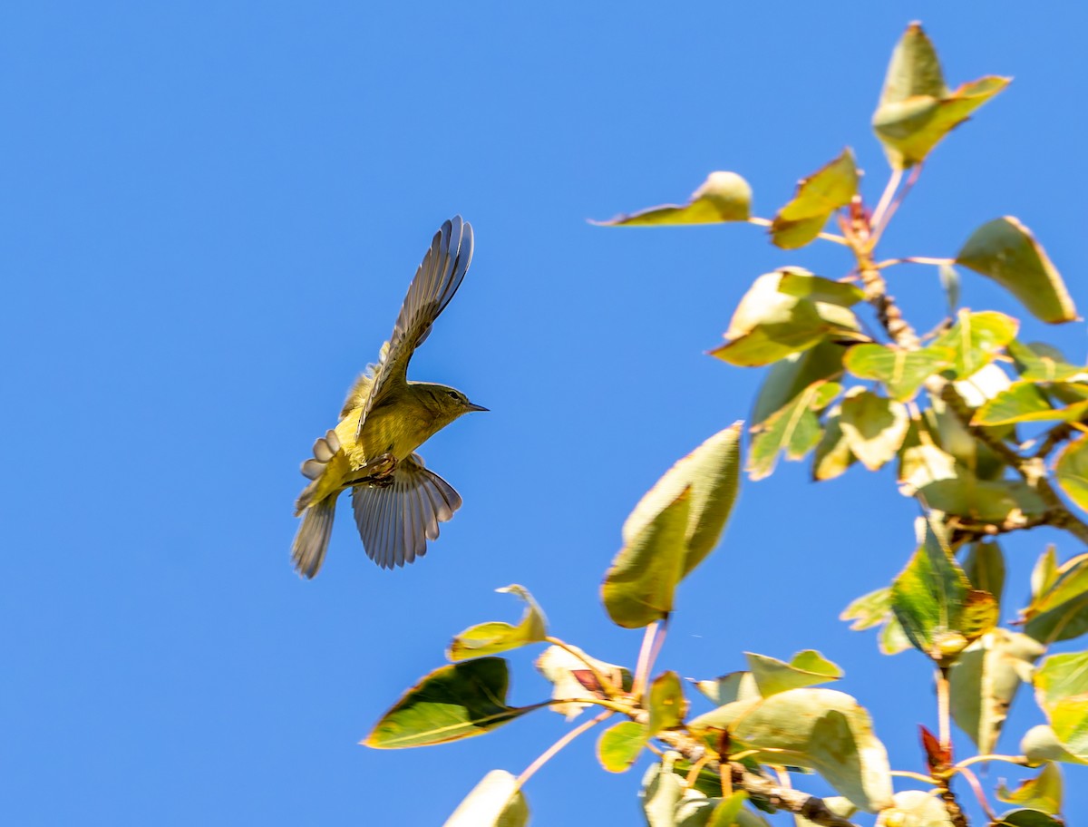 Orange-crowned Warbler - ML642690683