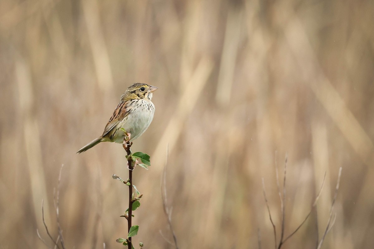 Henslow's Sparrow - ML642690685
