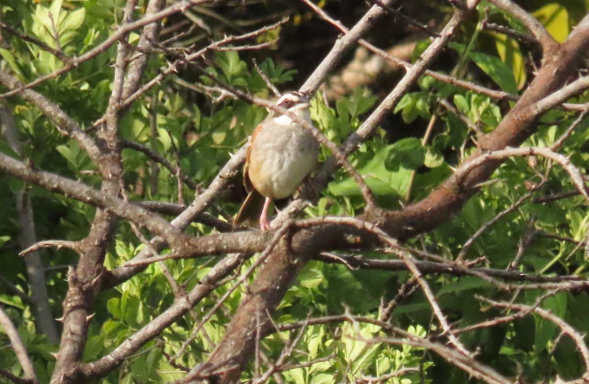 Stripe-headed Sparrow - ML642690686