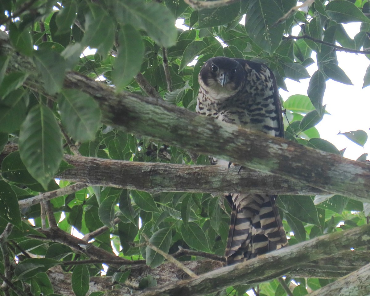 Collared Forest-Falcon - ML642690688