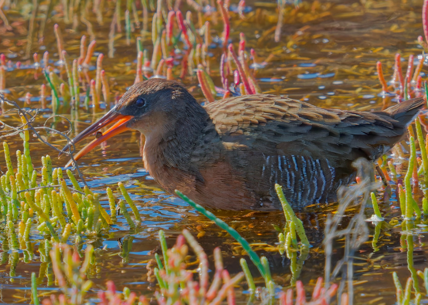 Ridgway's Rail - ML642690712