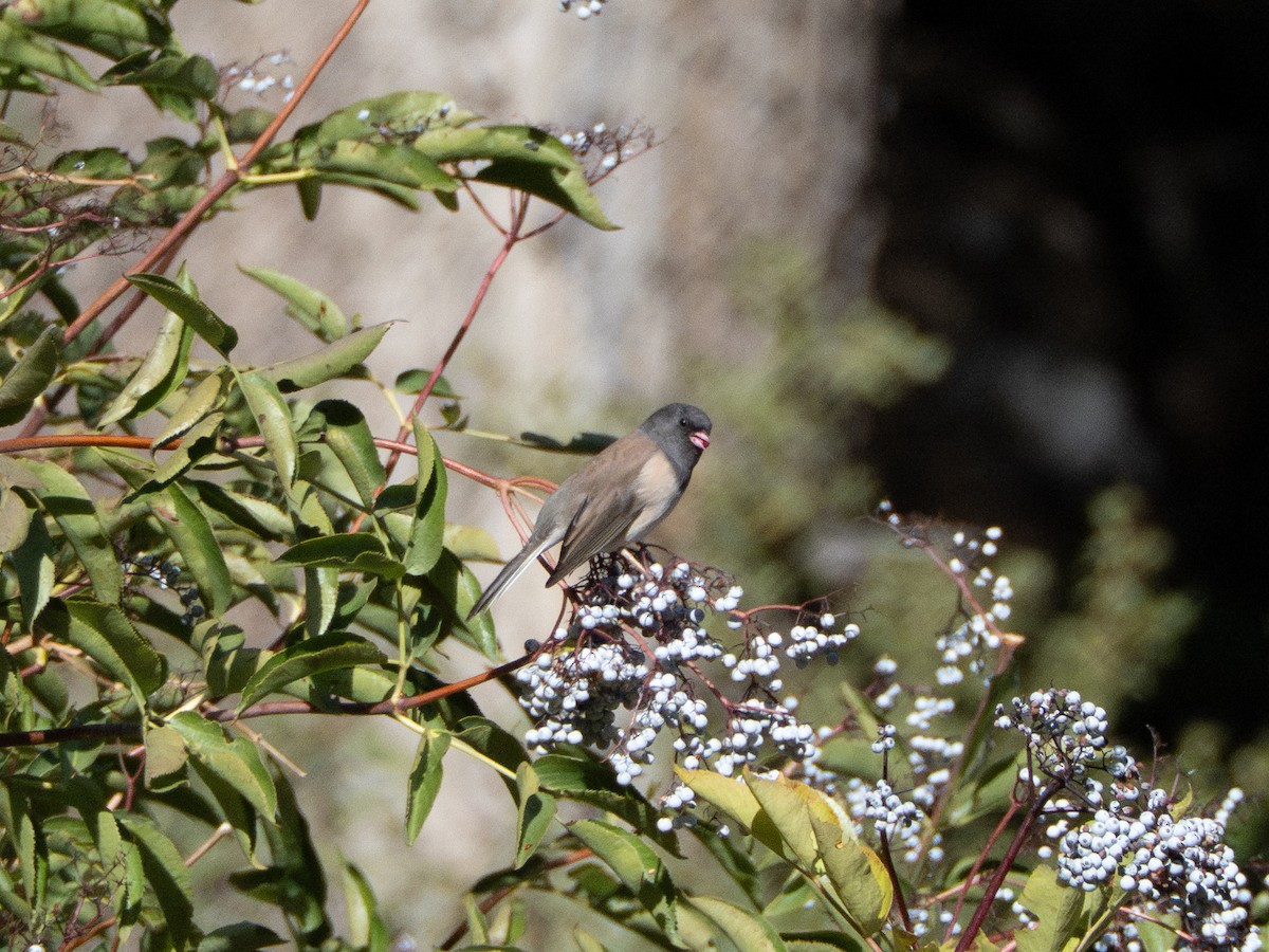 Dark-eyed Junco (Oregon) - ML642690713