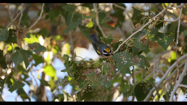 lesňáček zlatokřídlý - ML642690717