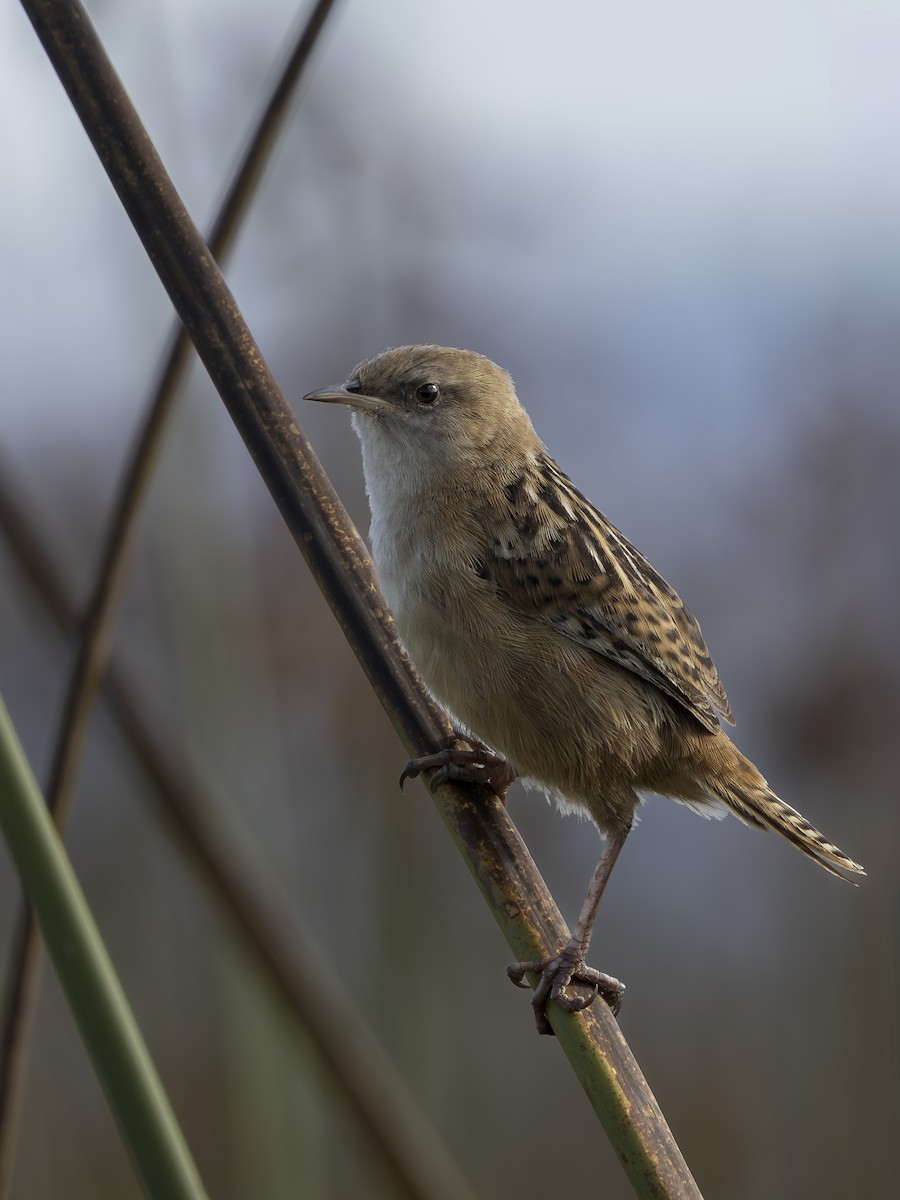 Apolinar's Wren - ML642690742
