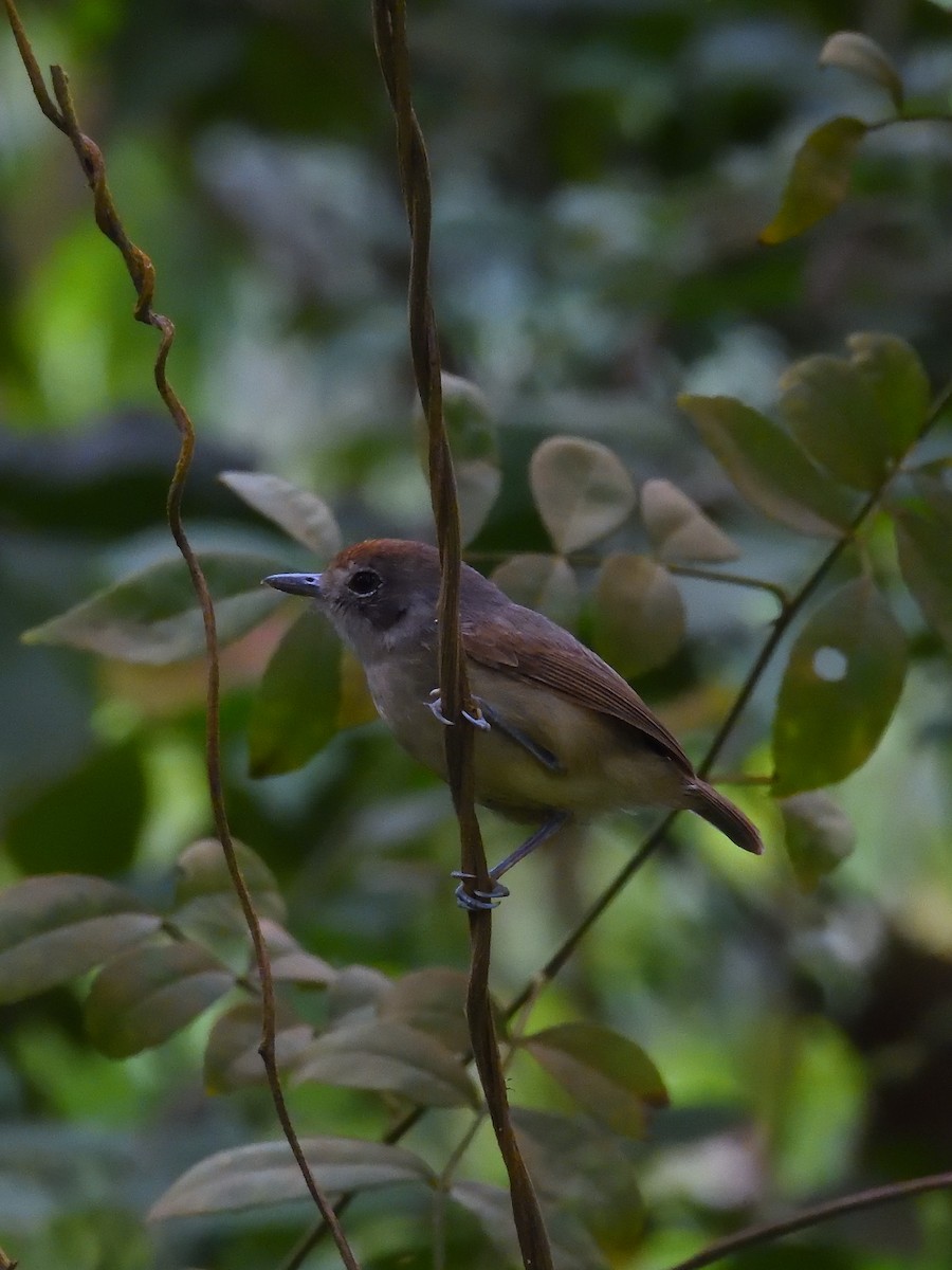 Plain Antvireo - ML642690744