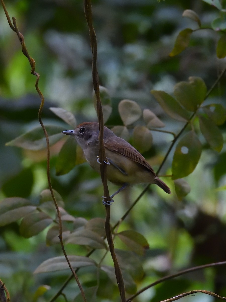 Plain Antvireo - ML642690745