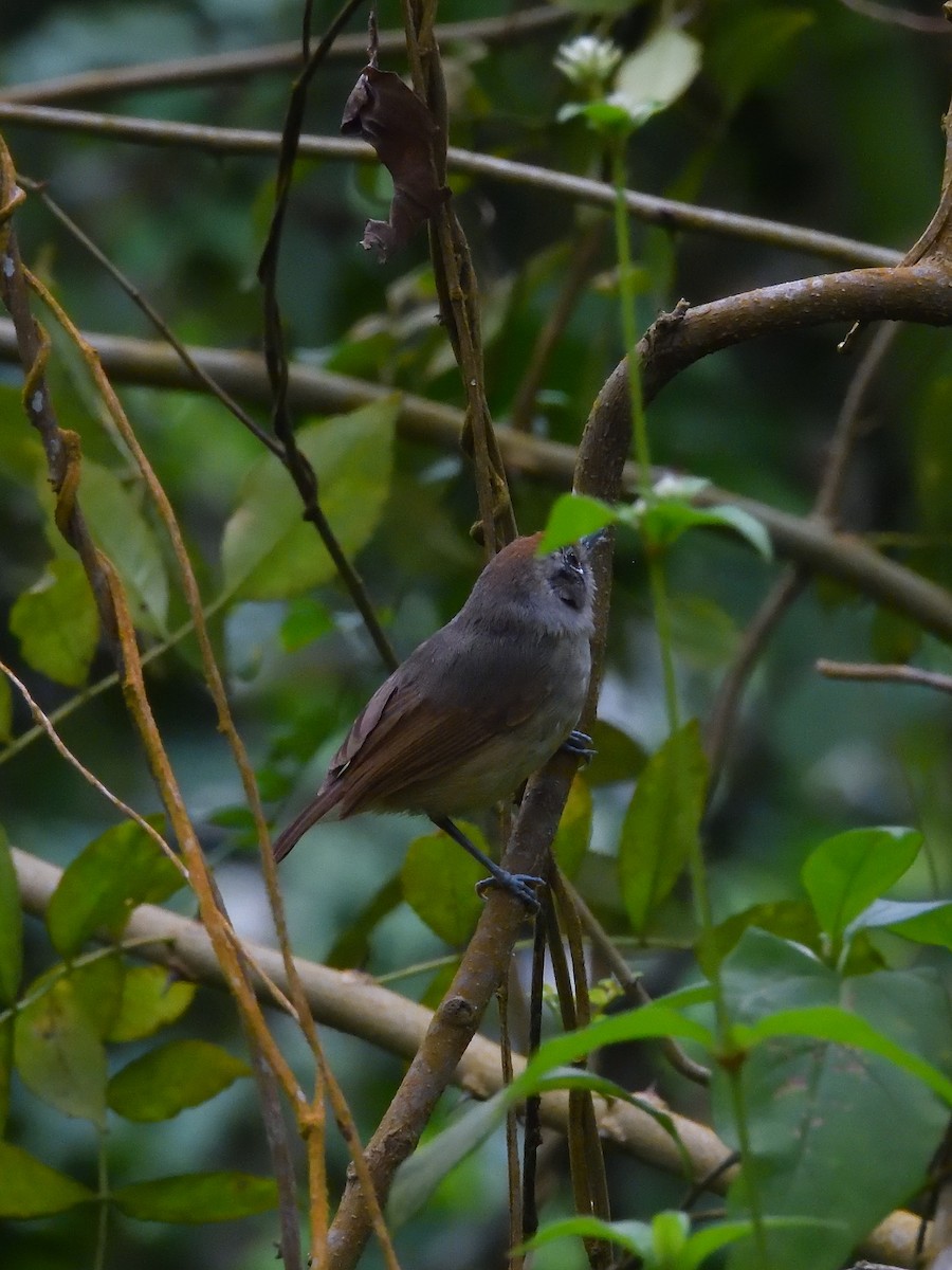 Plain Antvireo - ML642690746