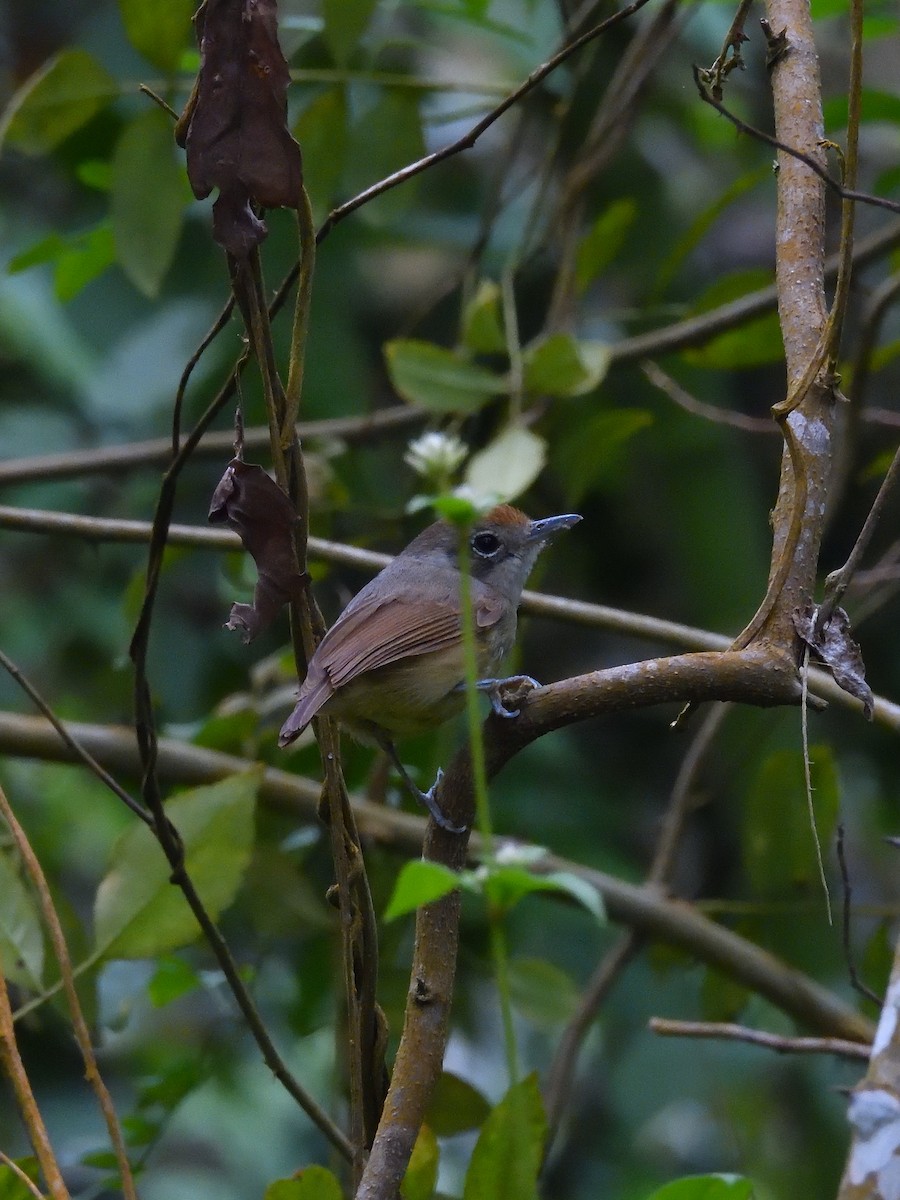 Plain Antvireo - ML642690747