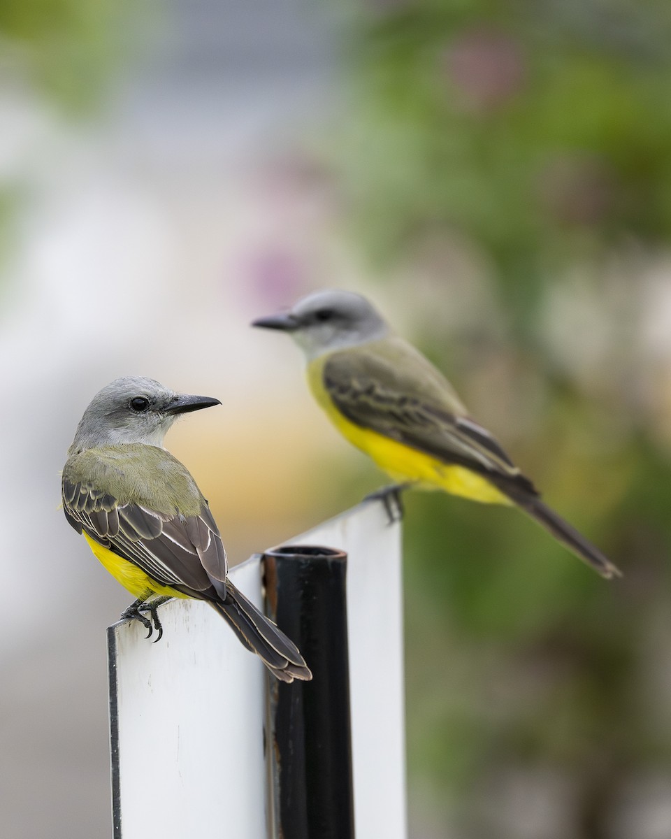 Tropical Kingbird - ML642690756