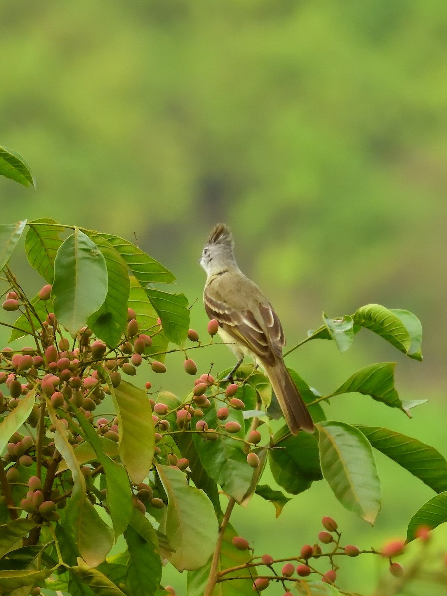 Yellow-bellied Elaenia - ML642690762