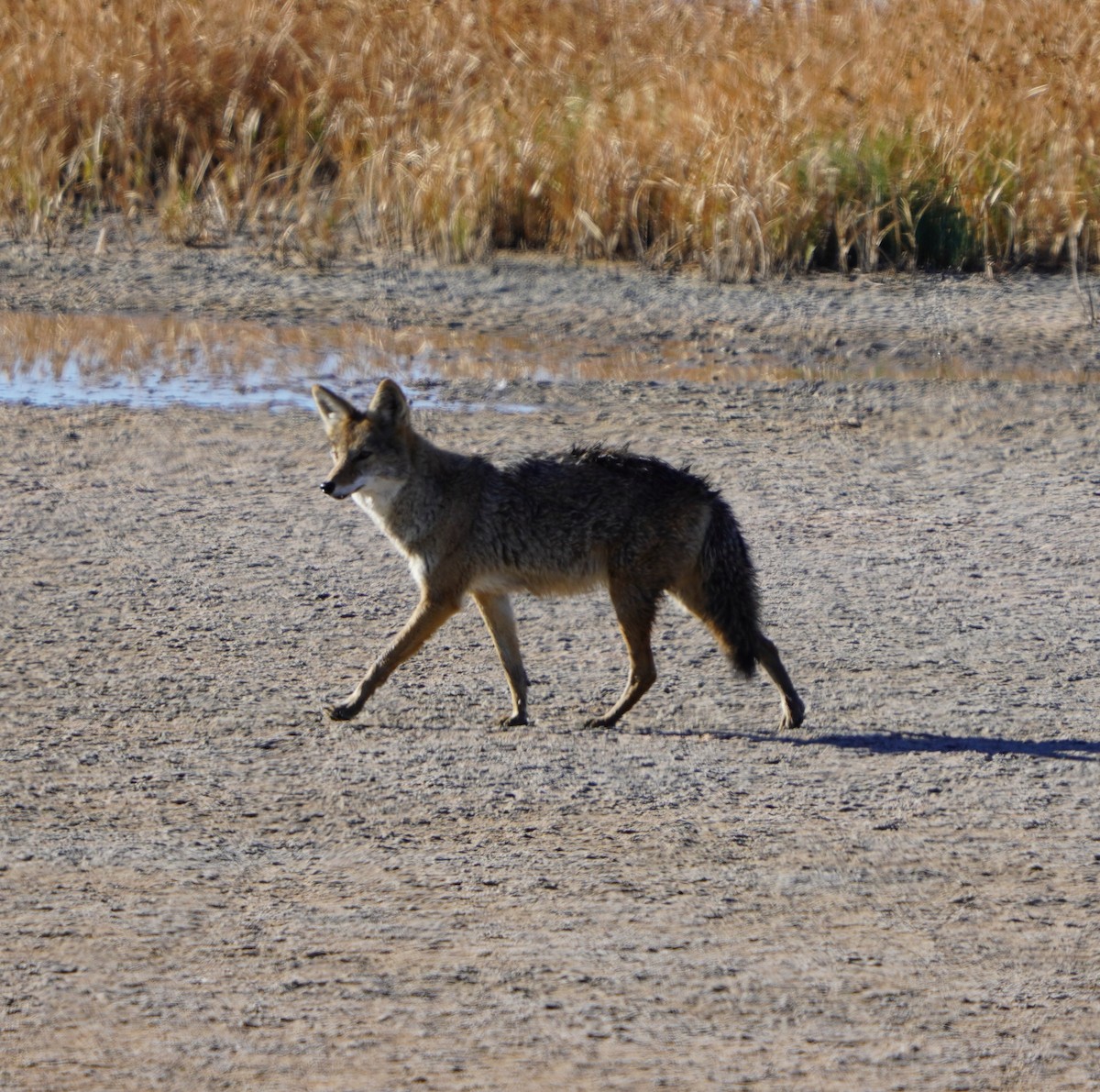 Coyote - ML642690764