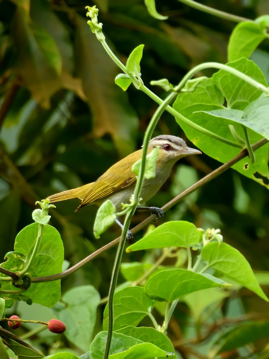 Chivi Vireo - ML642690776