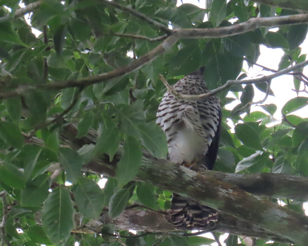 Collared Forest-Falcon - ML642690779