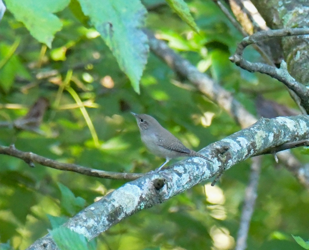 Northern House Wren - ML642690780