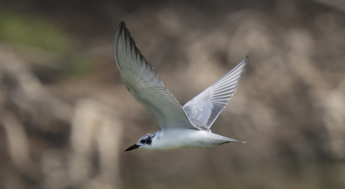 Whiskered Tern - ML642690784
