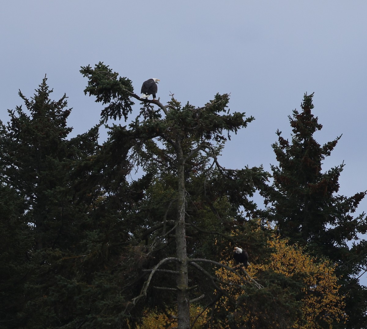 Bald Eagle - ML642690786